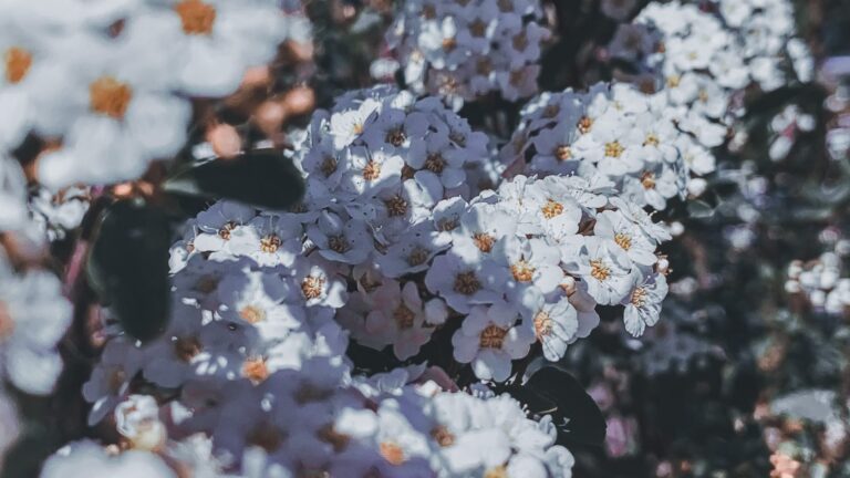 Do Daisies Like Sun Or Shade?