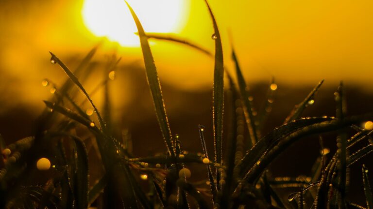 Is Dawn An Insecticidal Soap?