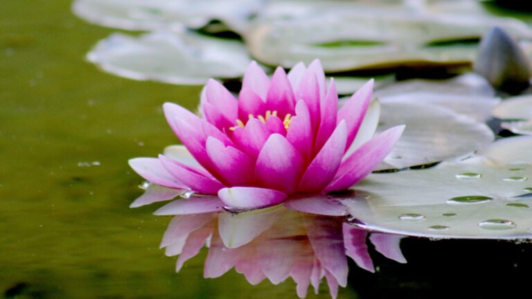 Do Lilies Multiply Every Year?