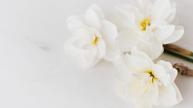 Can you replant lilies from a bouquet?