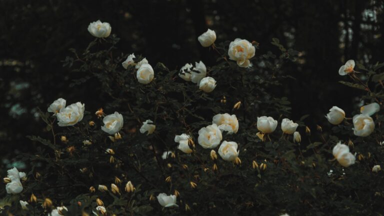 Can You Give Miracle Grow To Roses?