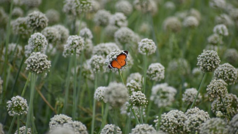 What Time Of Day Should You Miracle Grow?
