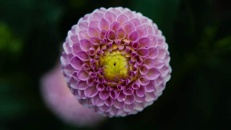 Does A Penny Make Flowers Last Longer?