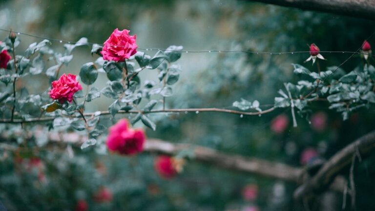 How Should I Prepare My Rose Bush For Winter?