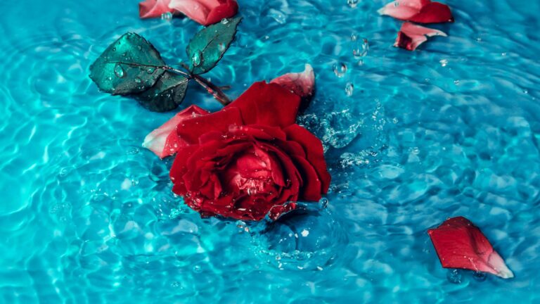Is 10 10 10 Good For Roses?