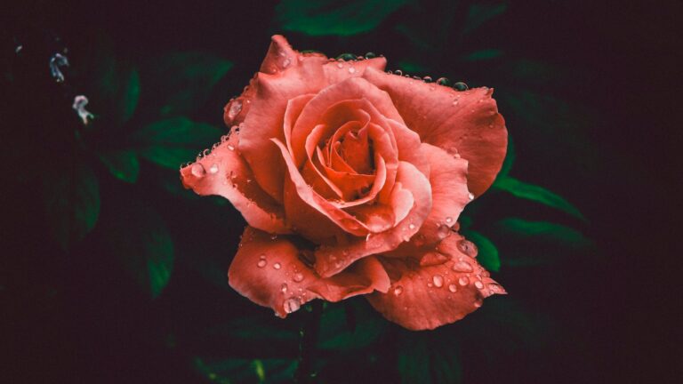Do You Cut Roses Above Or Below 5 Leaves?