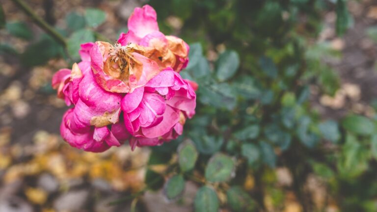 Should I Cut Off Dead Roses After They Bloom?