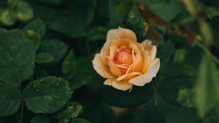 Can Dying Roses Come Back To Life?