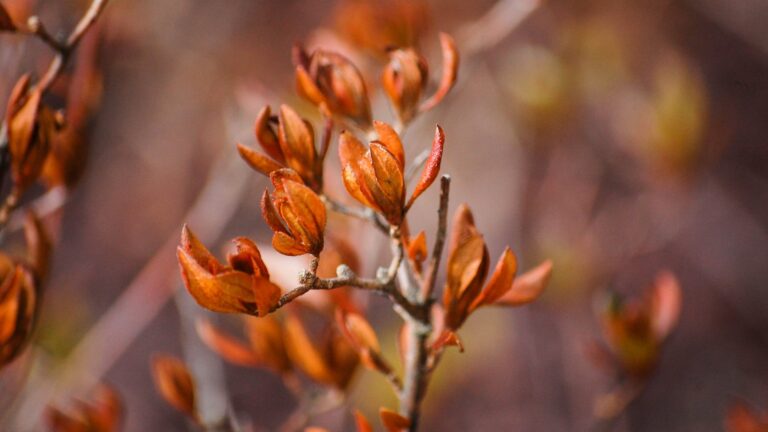 Do You Take The Leaves Off Of The Roses For The Winter?