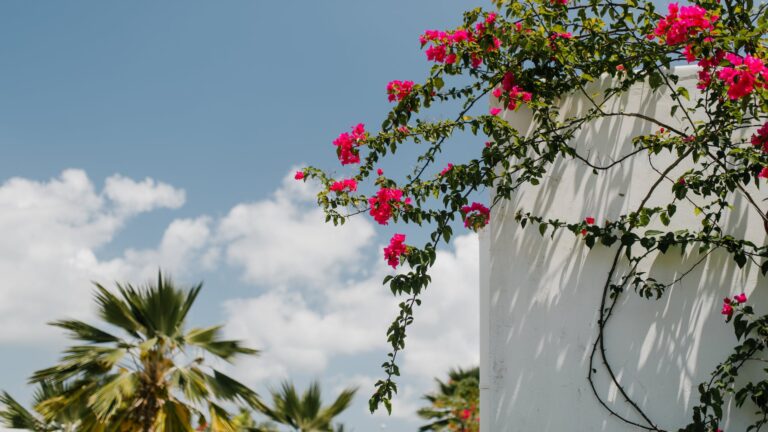How Do You Make Roses Smell Stronger?