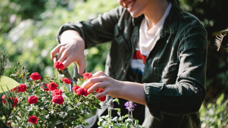 Can You Use Hydrogen Peroxide On Roses?