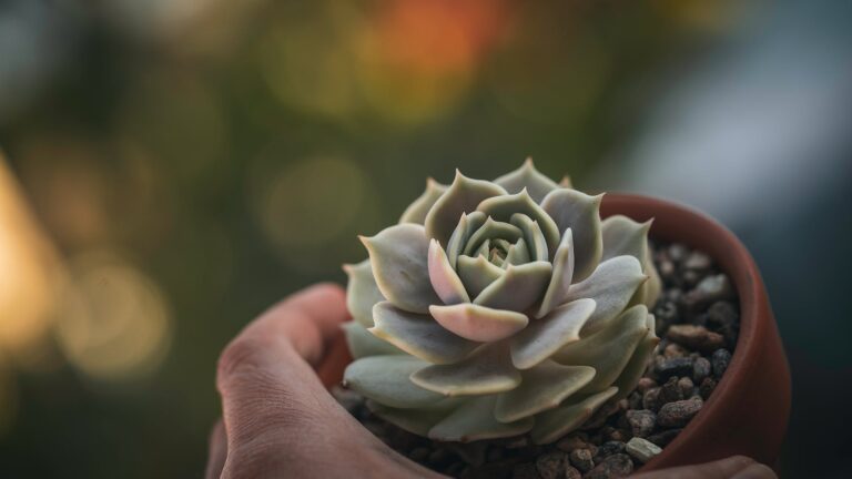 Are Indoor And Outdoor Begonias The Same?
