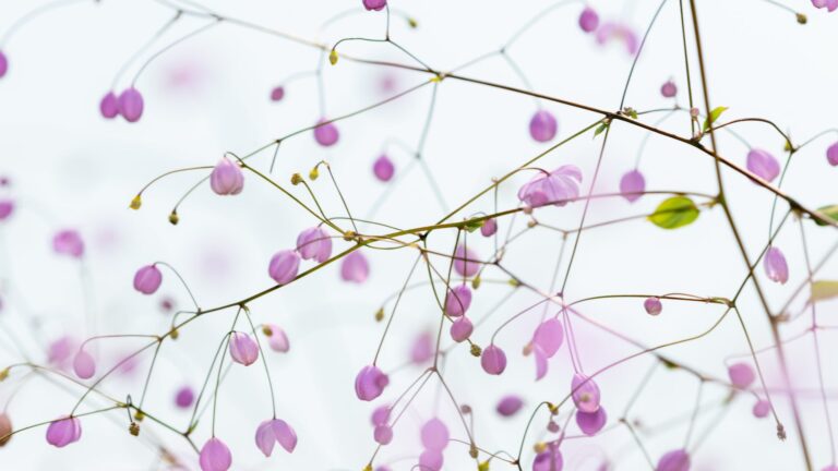 What causes lilacs to bloom twice a year?
