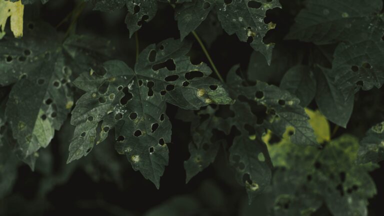 What Do You Spray Lilac Bushes With?[Editing Required]