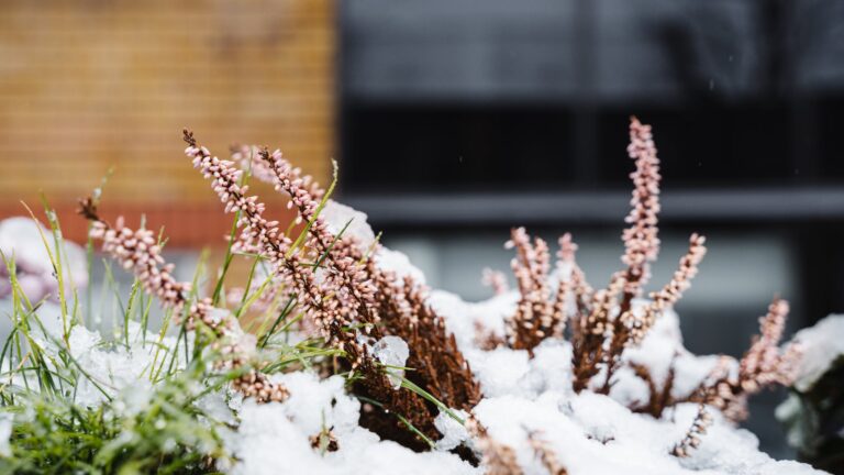 How Do You Prepare Lilac Bushes For Winter?