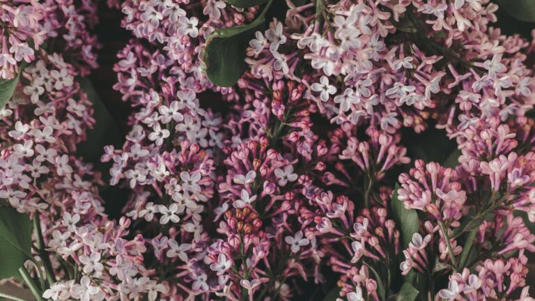 What is the prettiest lilac?