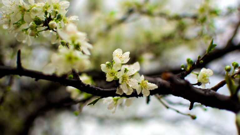 Can a lilac come back to life?