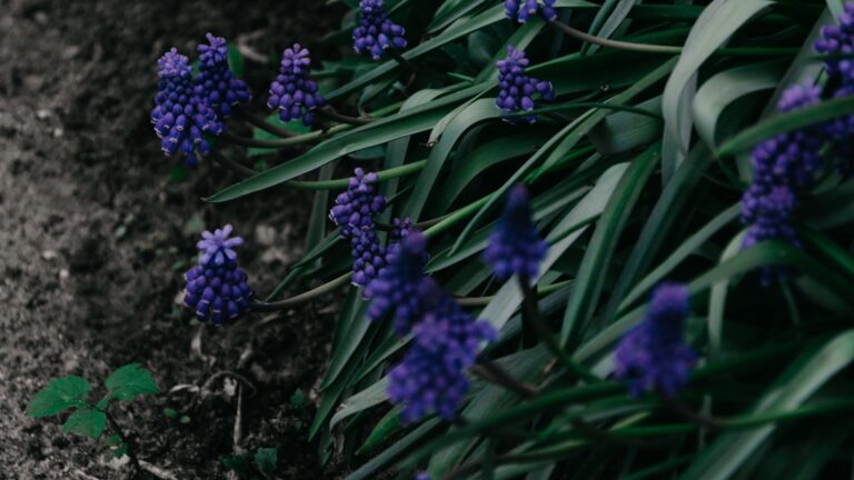 What To Do When Lilac Flowers Turn Brown?