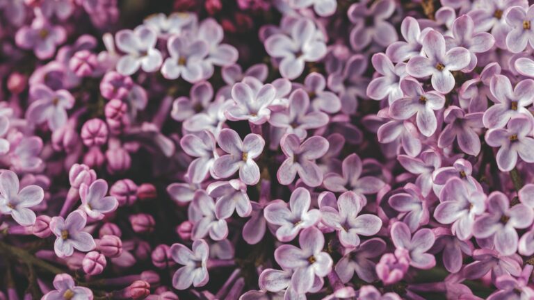 What is the difference between lilac and French lilac?