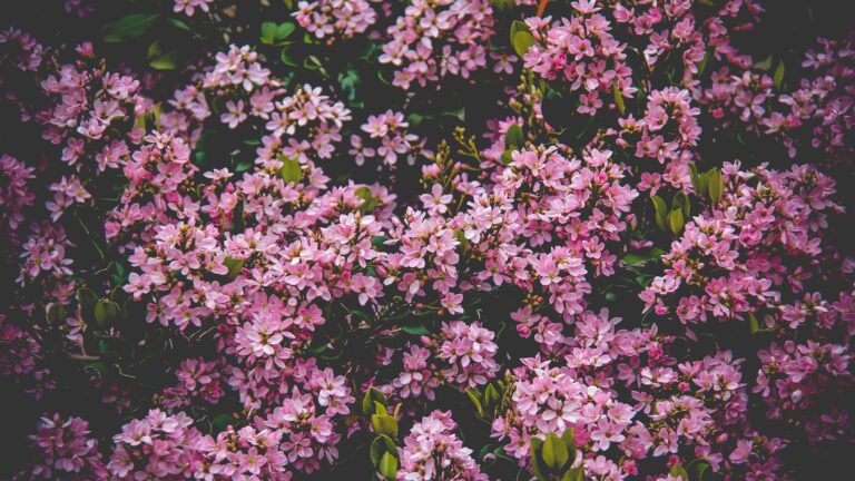 What month do you prune lilac bushes?