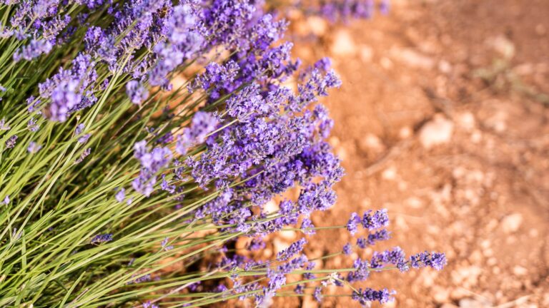 What Is The Best Type Of Fertilizer For Lilacs?