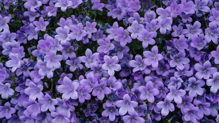 How long do lilacs flower for?