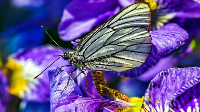 Do lilacs bloom all year long?