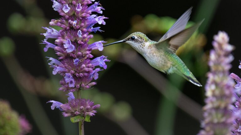 What do lilacs attract?