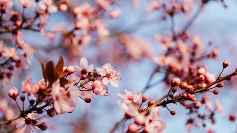 Do lilacs like hot weather?