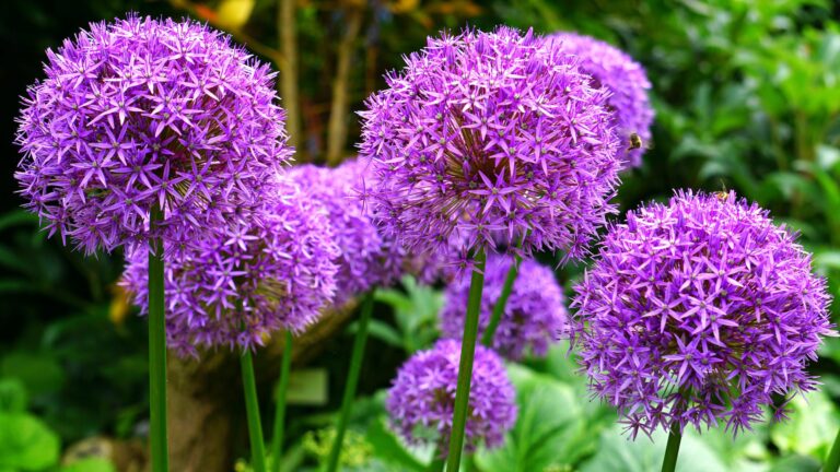 How Long Do Lilacs Live?