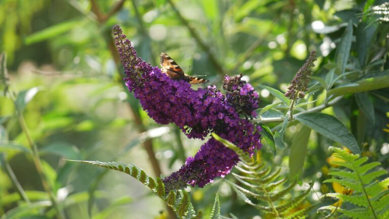 What month do lilacs lose their leaves?