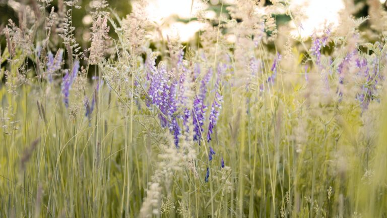 What is the best month to plant lilacs?