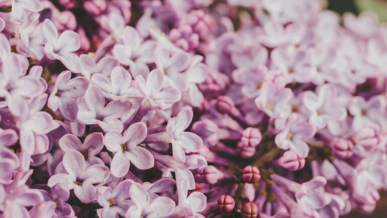 Can you take a branch from a lilac tree and plant it?