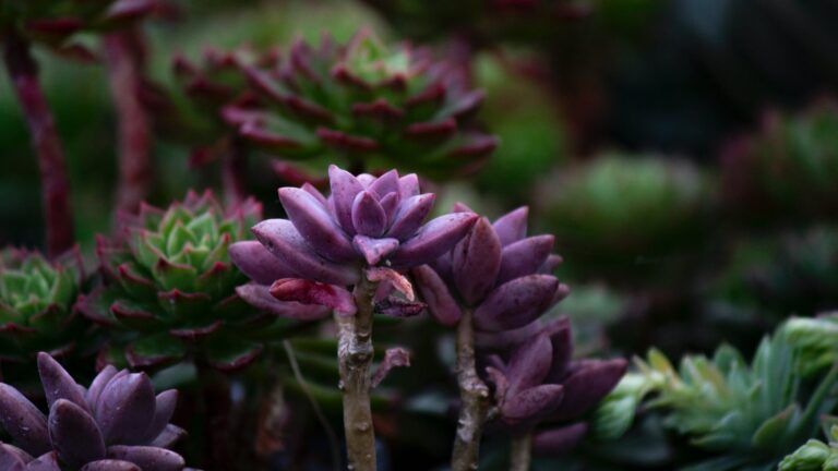 Is There A Difference Between A Lilac Tree And A Lilac Bush?