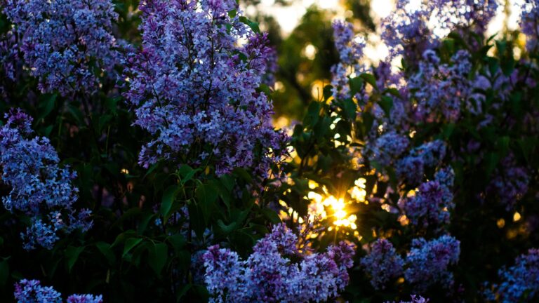 Can I prune a lilac tree in October?