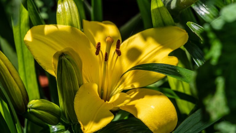 How many times a year do lilies bloom?