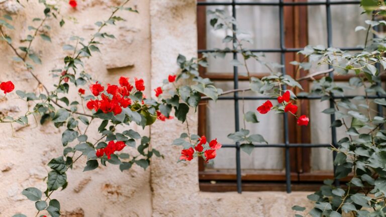 Where should lilies be placed in the house?
