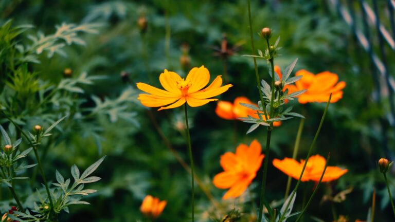 Do lilies multiply?