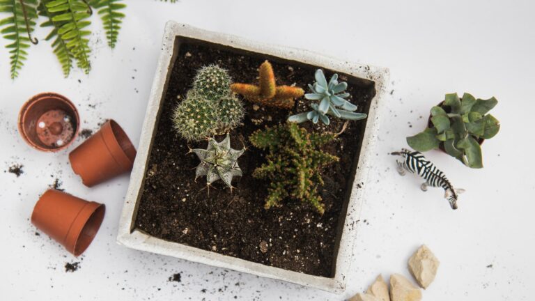 Do Lilies Do Well In Pots?