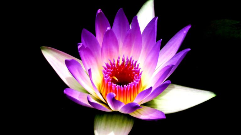 How do you preserve lilies without losing color?