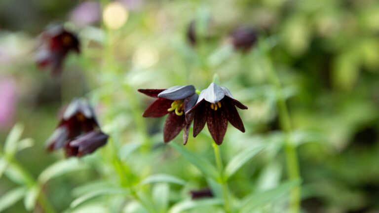 Do Lilies Spread?