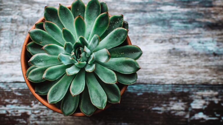 What is the best plant food for lilies?