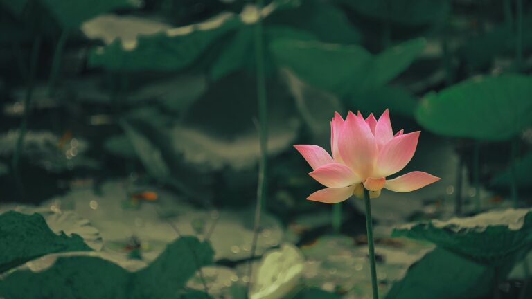 Do Lilies Self-Seed?