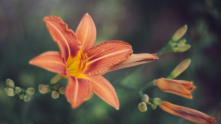 Do lilies last longer if you remove the stamen?