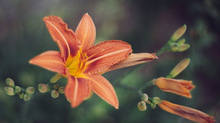 Do lilies last longer if you remove the stamen?