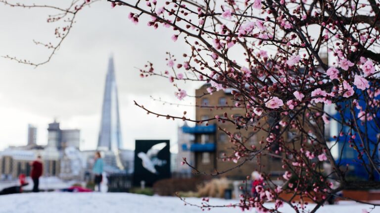 Can you leave lilies outside in the winter?