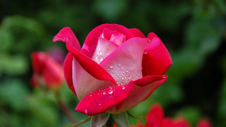 Is October Too Late To Plant Roses?