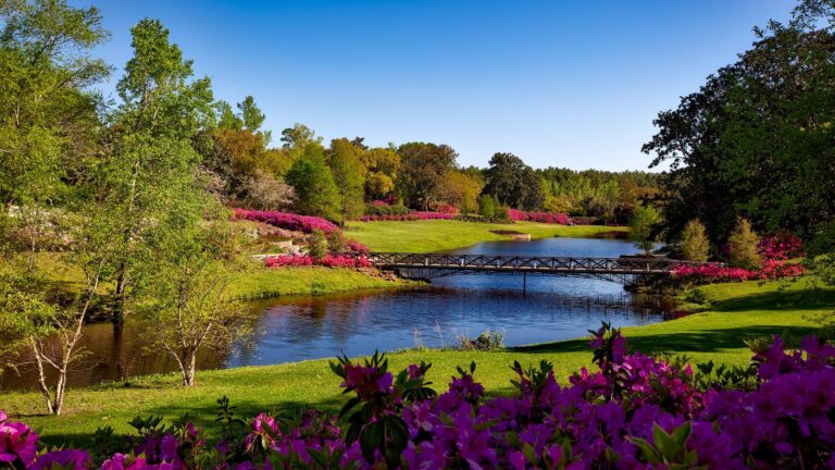Can you overwater daisies?