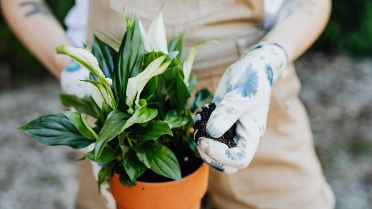 What do Overwatered lilies look like?