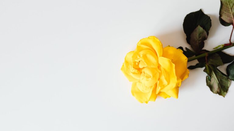 What Do Overwatered Roses Look Like?